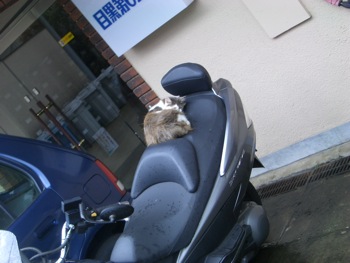 猫オンバイク