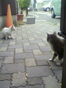 ギャーコ対白猫
