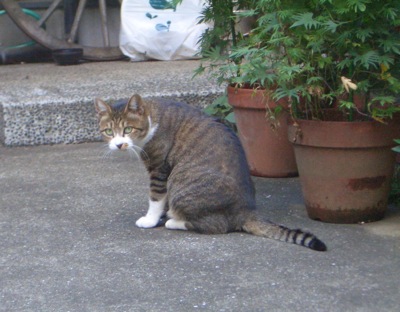 ちょっと前ギャーコ