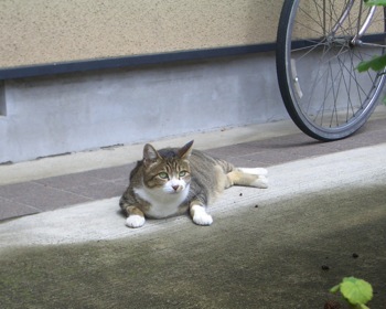 今日のギャーコ1