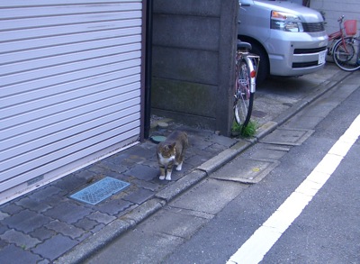 ギャーコトコトコ