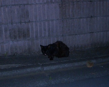 夜の黒猫