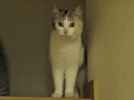 お見送りのミカ