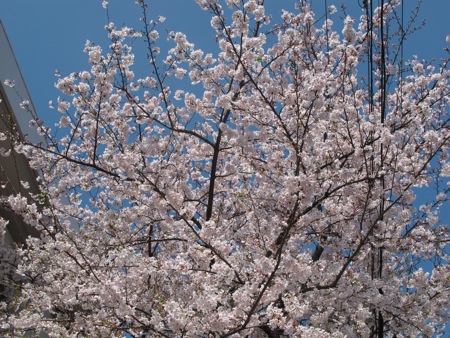 桜