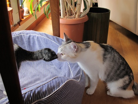 しっぽくっつき