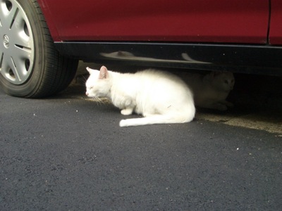 白猫’ｓ