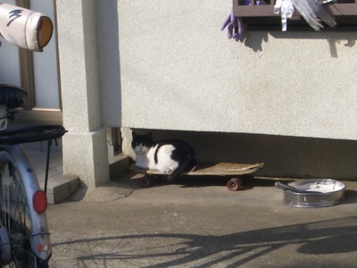 スケボー猫