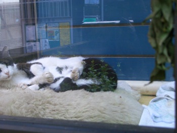 サンルーム猫